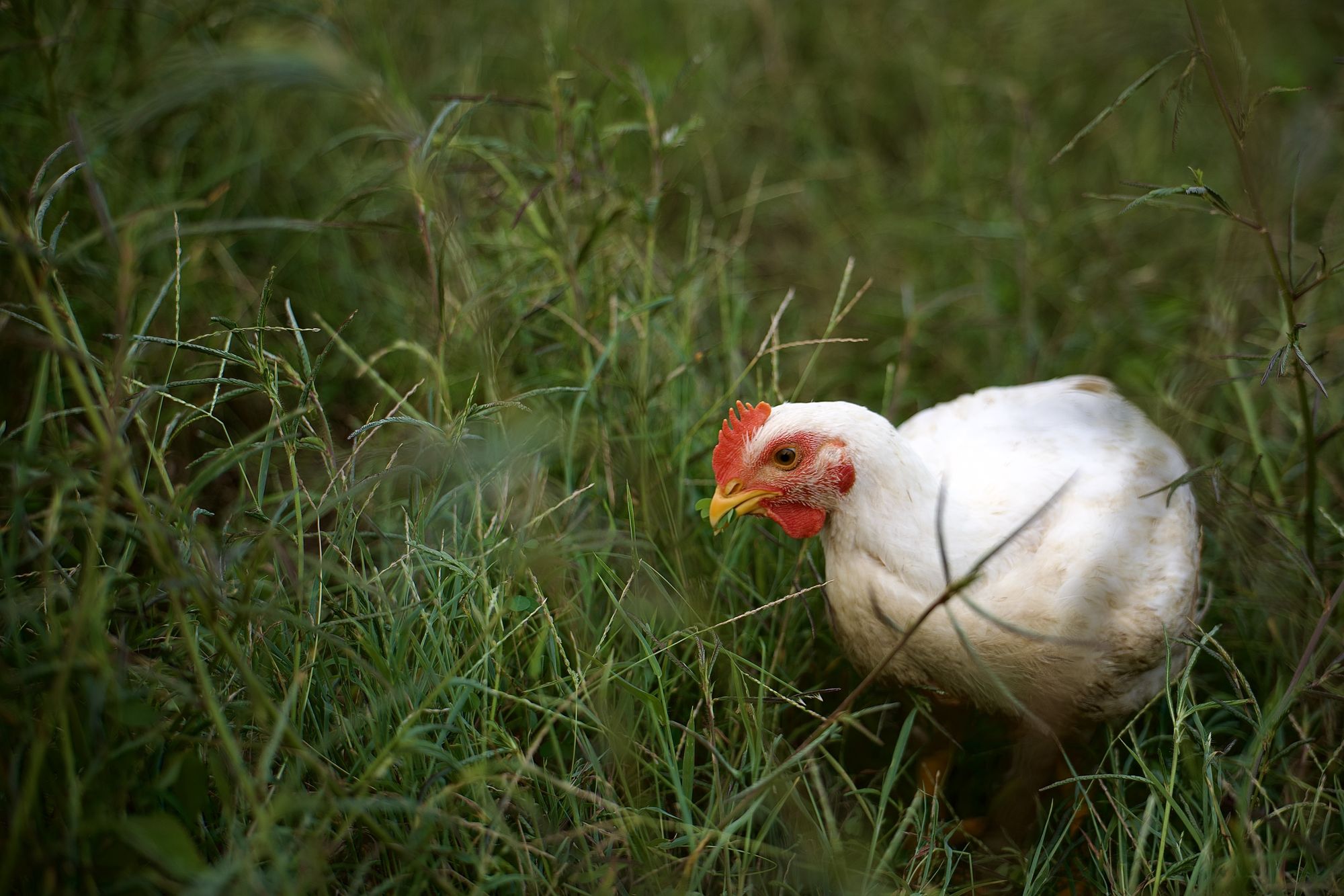 Pollo de Mālama forrajeando entre la grama al atardecer