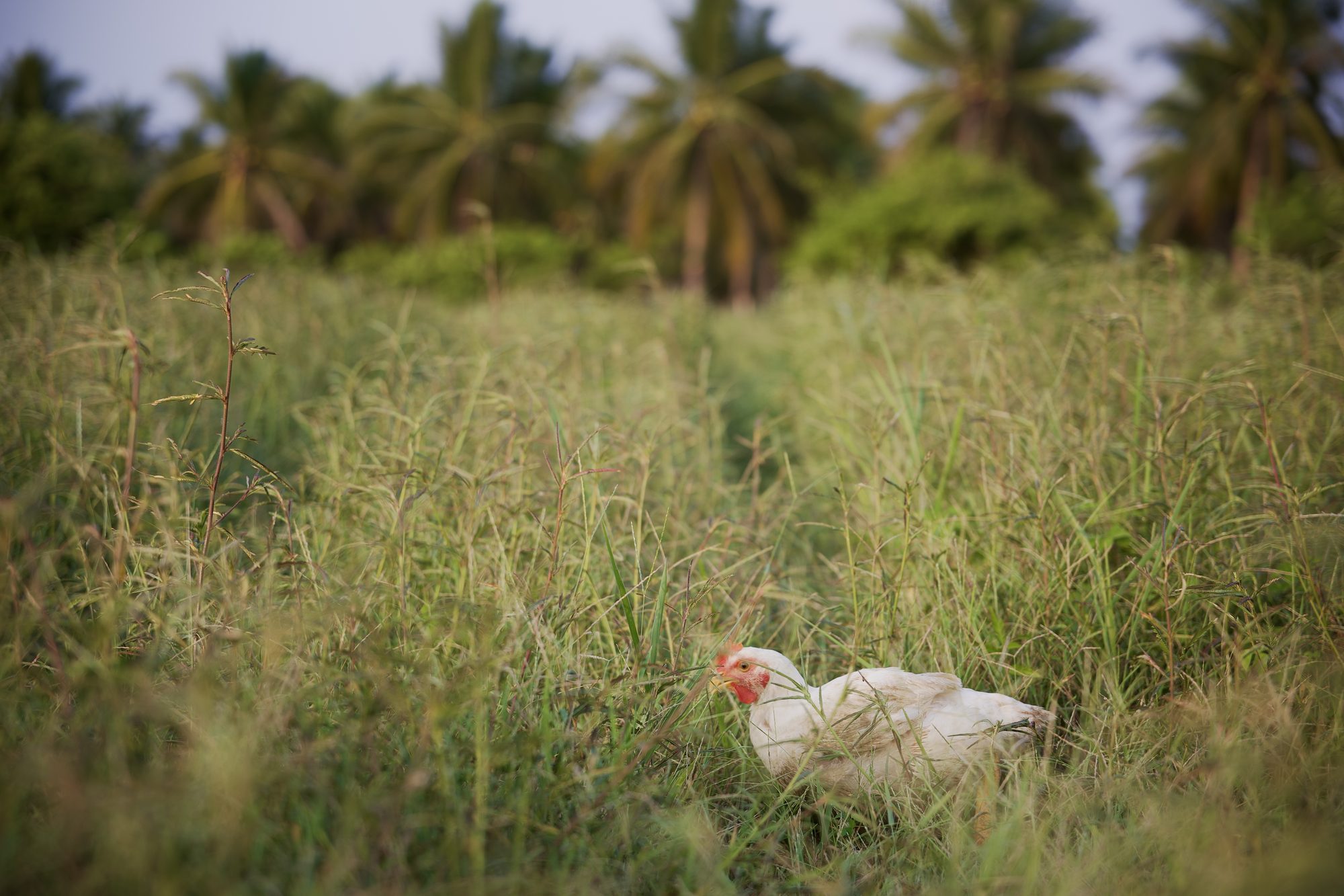 Un pollo de Mālama en medio del pastizal abierto, con palmeras al fondo