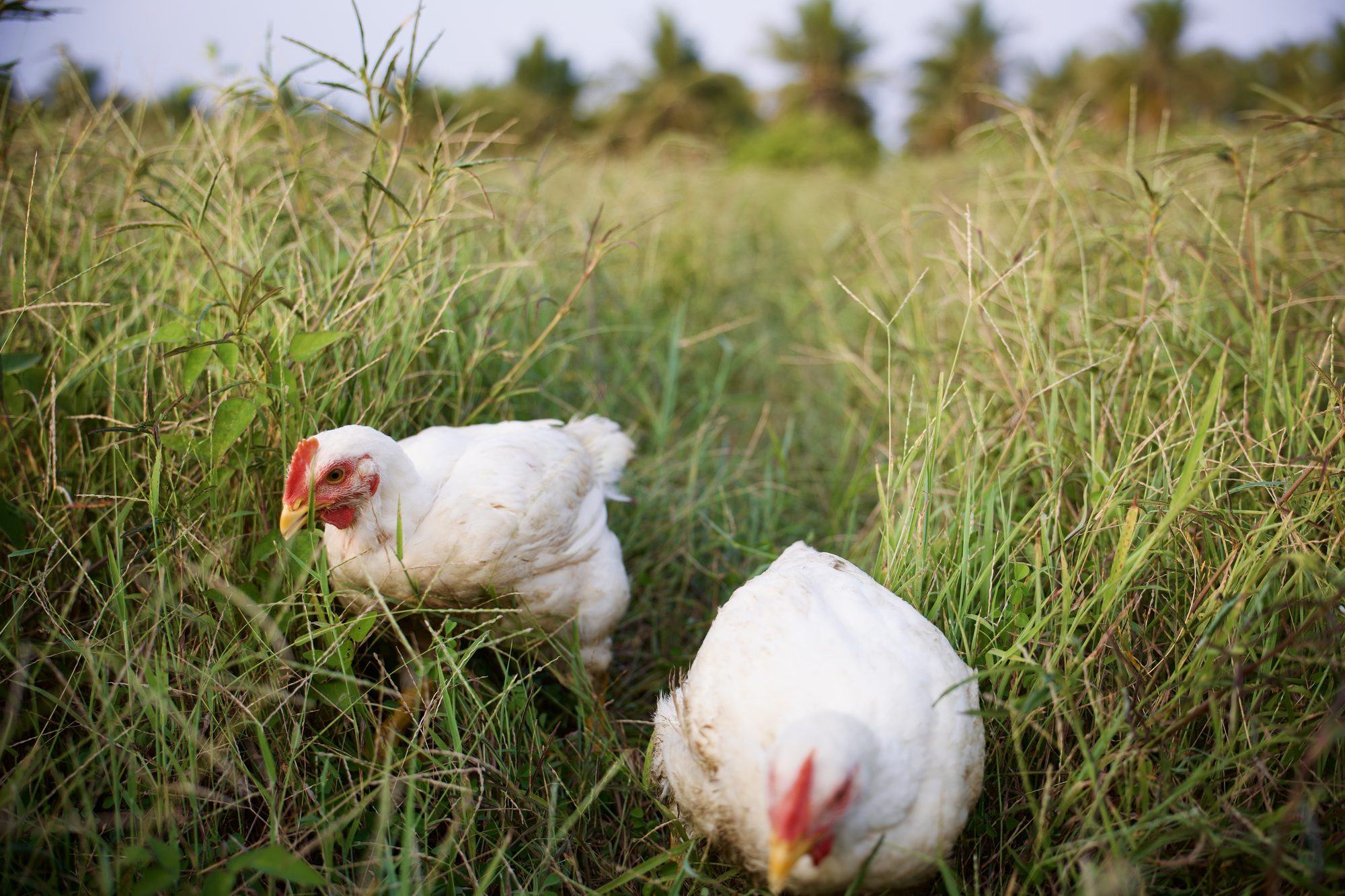 Dos pollos de Mālama forrajeando juntos entre la grama