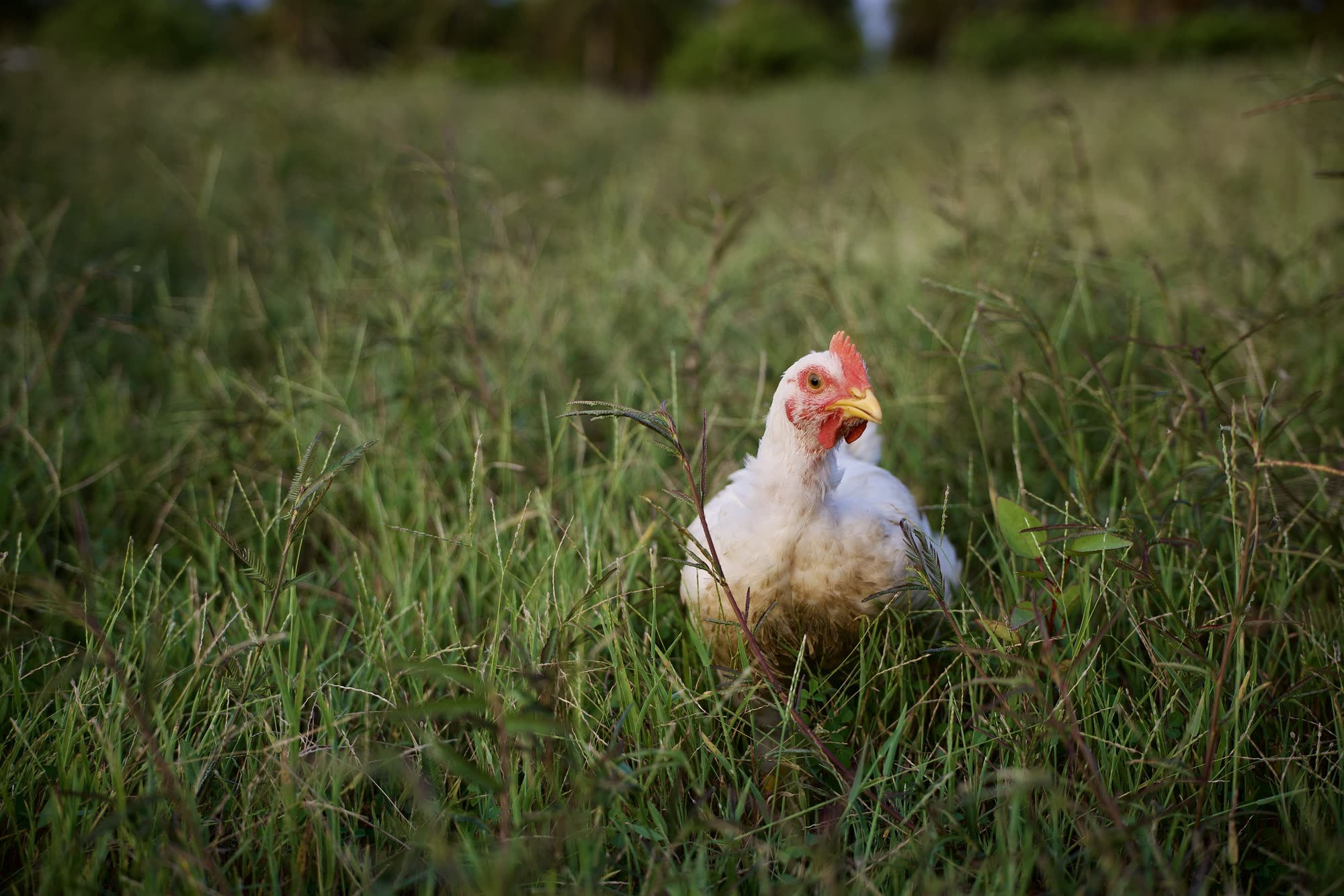 Gallina blanca de Mālama de frente, entre el pasto