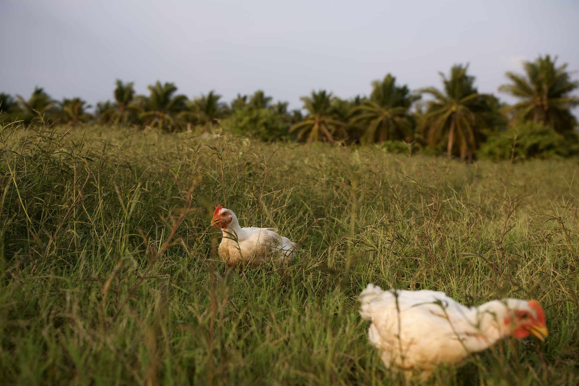 Dos gallinas de Mālama entre el pastizal, con palmeras de El Paredón al fondo