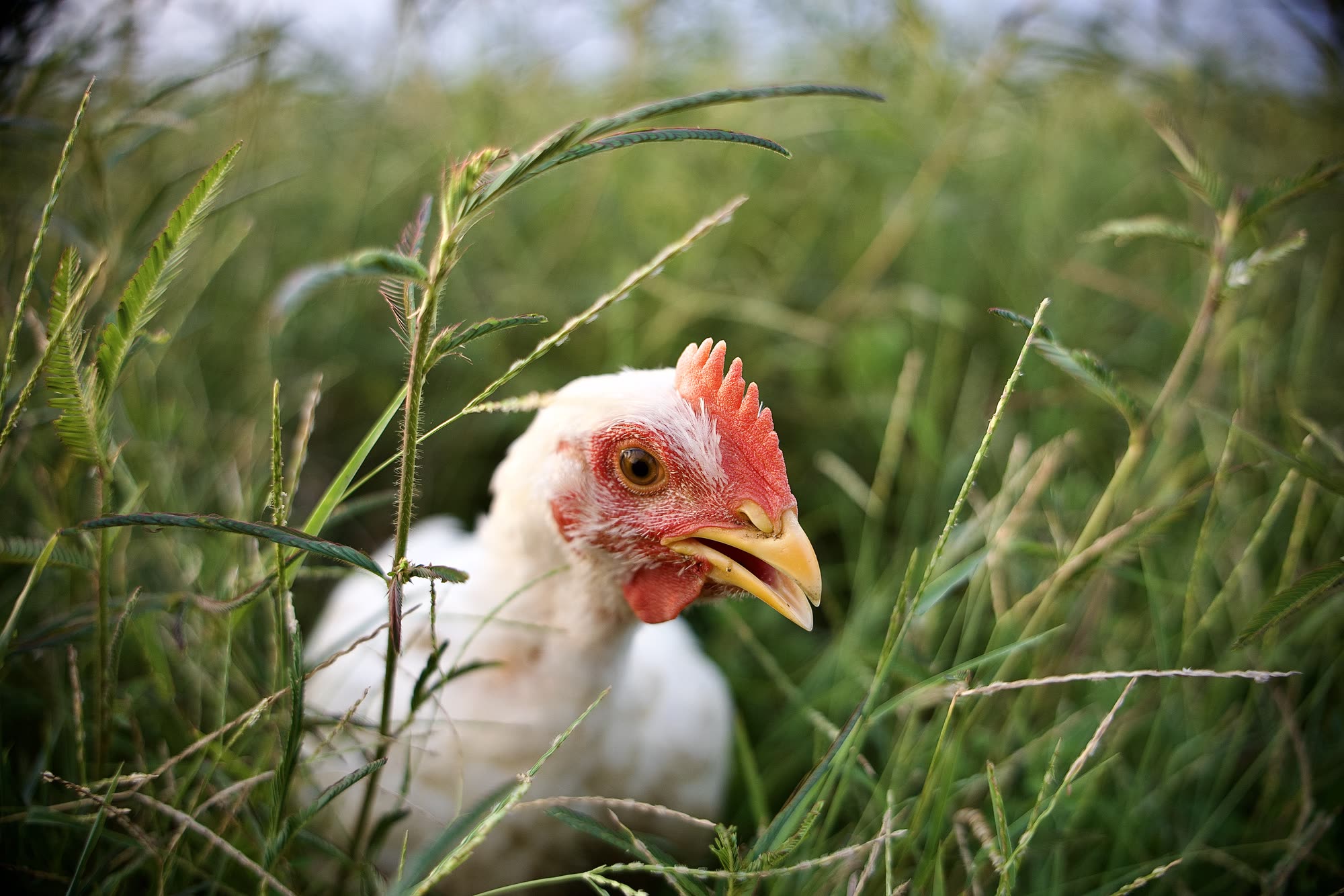 Primer plano de una gallina blanca de Mālama entre el pasto alto