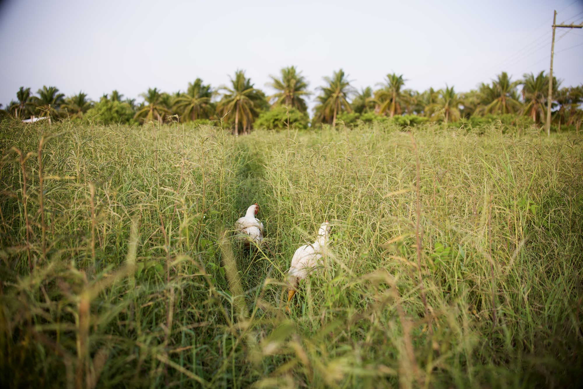 Dos pollos de Mālama forrajeando entre pasto alto, con palmeras al fondo